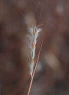 Sivun Schizachyrium fragile (R. Br.) A. Camus kuva