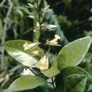 Image of Petrea sulphurea Jans.-Jac.