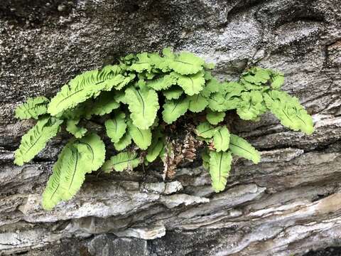 Image of Adiantum aleuticum var. subpumilum (W. H. Wagner) E. R. Alverson