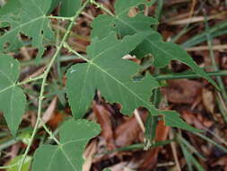 صورة Rubus corchorifolius L. fil.