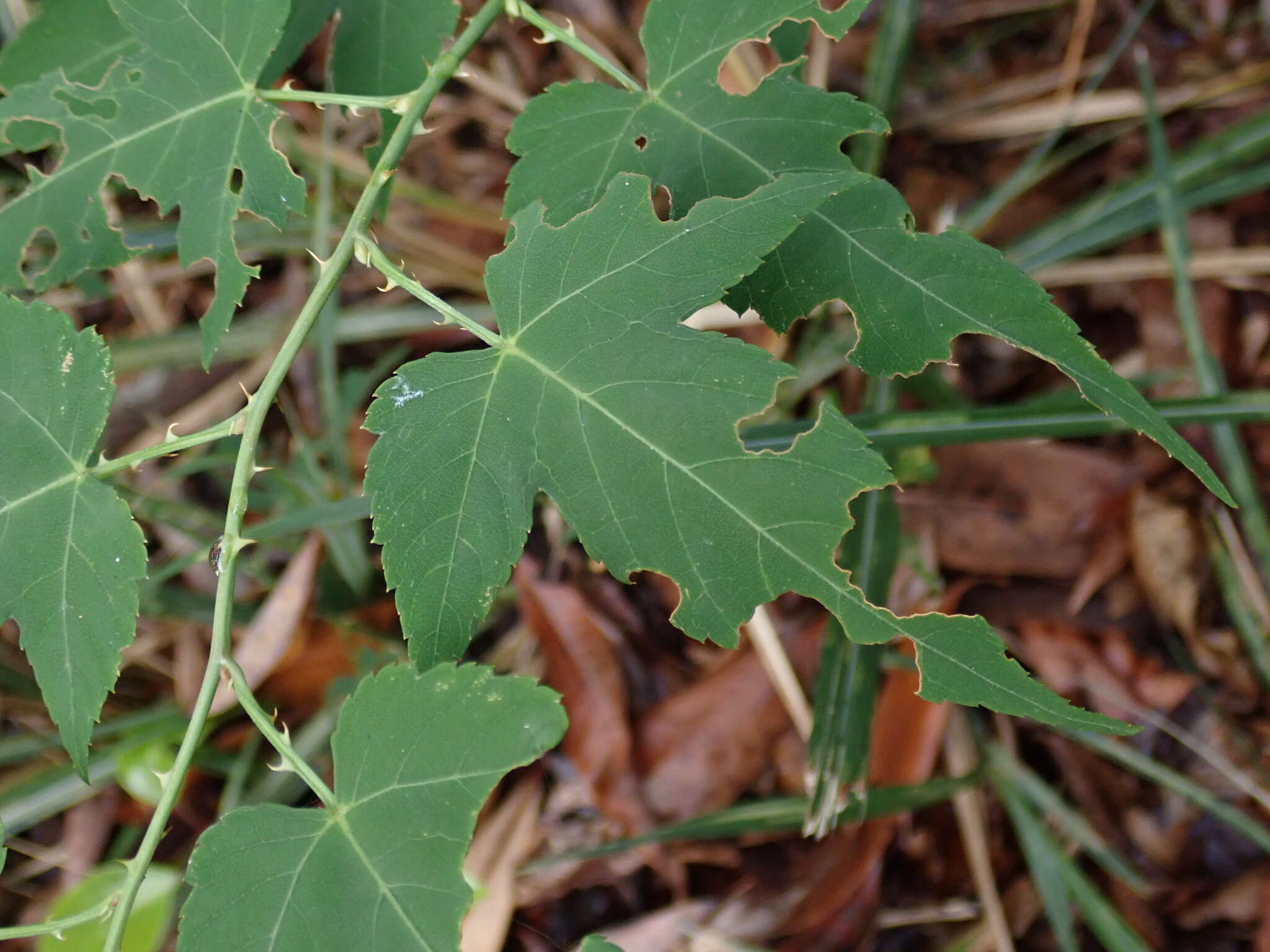 صورة Rubus corchorifolius L. fil.