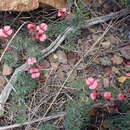 Image of Indigofera digitata Thunb.