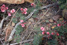 Indigofera digitata Thunb.的圖片