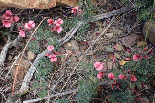 Image of Indigofera digitata Thunb.