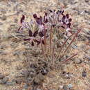 Image of Pelargonium auritum subsp. auritum