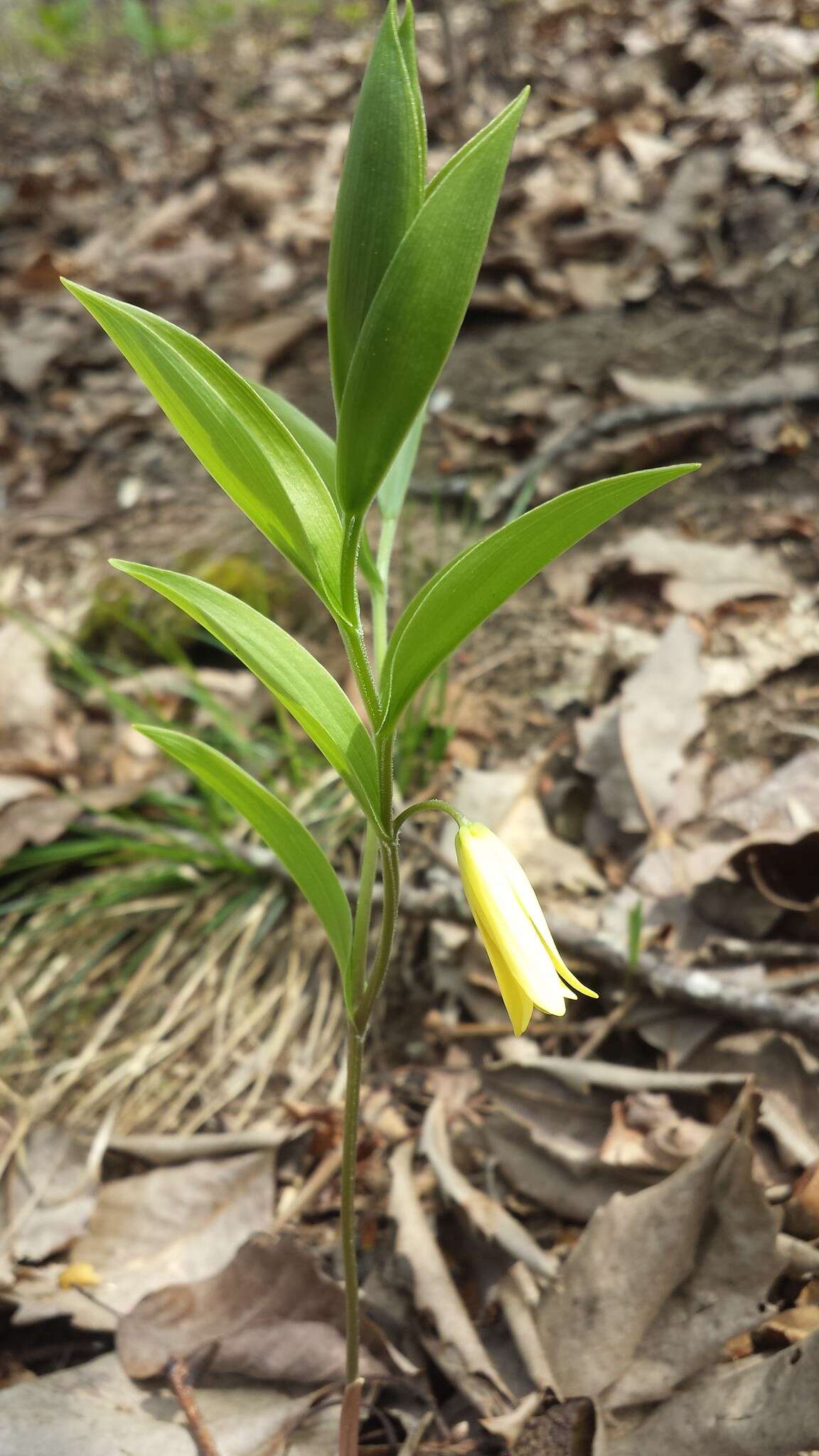 Image of mountain bellwort