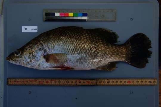 Image of African Snook