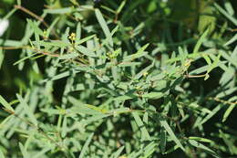 Euphorbia articulata Aubl. resmi