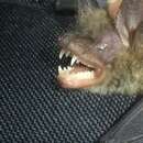 Image of Van Gelder's Bat