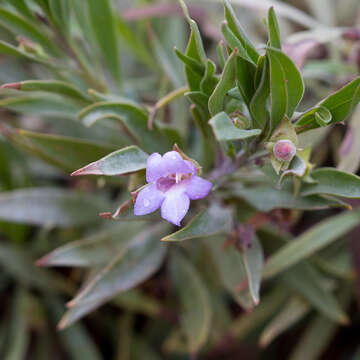 Image de Eremophila freelingii F. Muell.