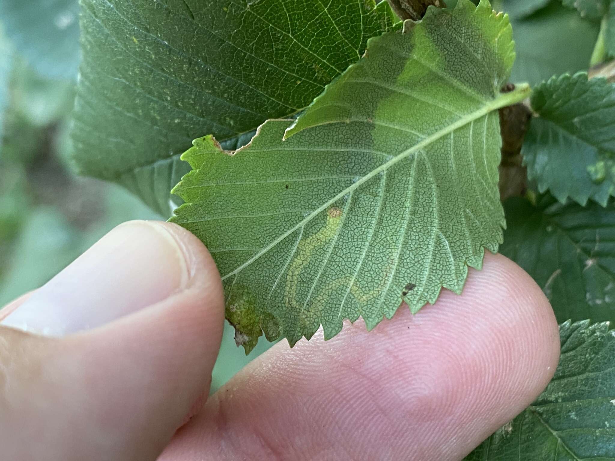 Stigmella multispicata Rociene & Stonis ex Stonis & Rociene 2014的圖片