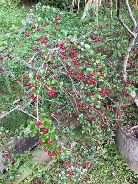 Image of Chilean guava