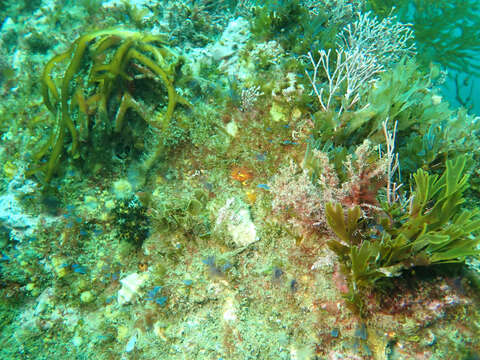 Image of Yellowfin fringehead