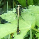 Image of Riverine Clubtail