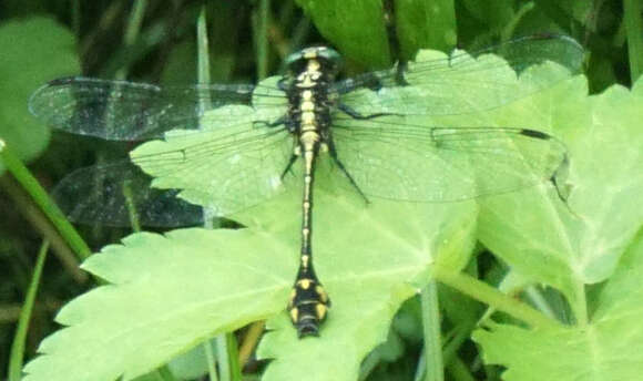 Image of Riverine Clubtail