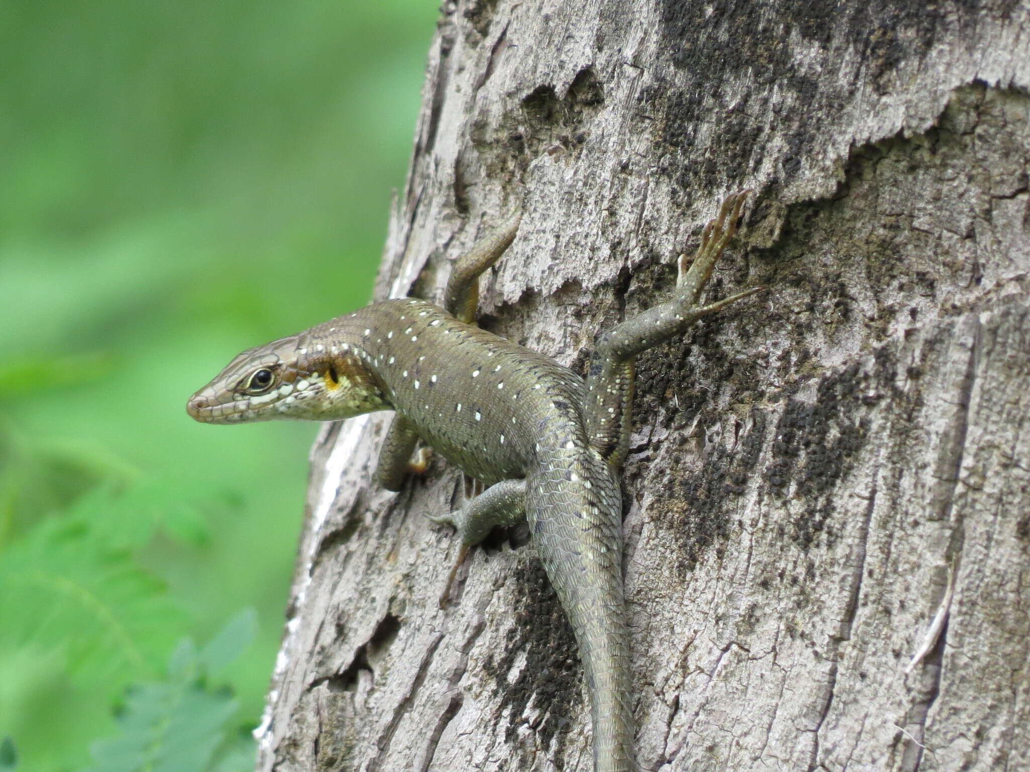 Image of Trachylepis thomensis Ceríaco, Marques & Bauer 2016