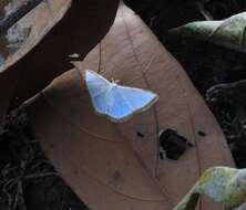 Image of Leuciris fimbriaria Stoll 1781