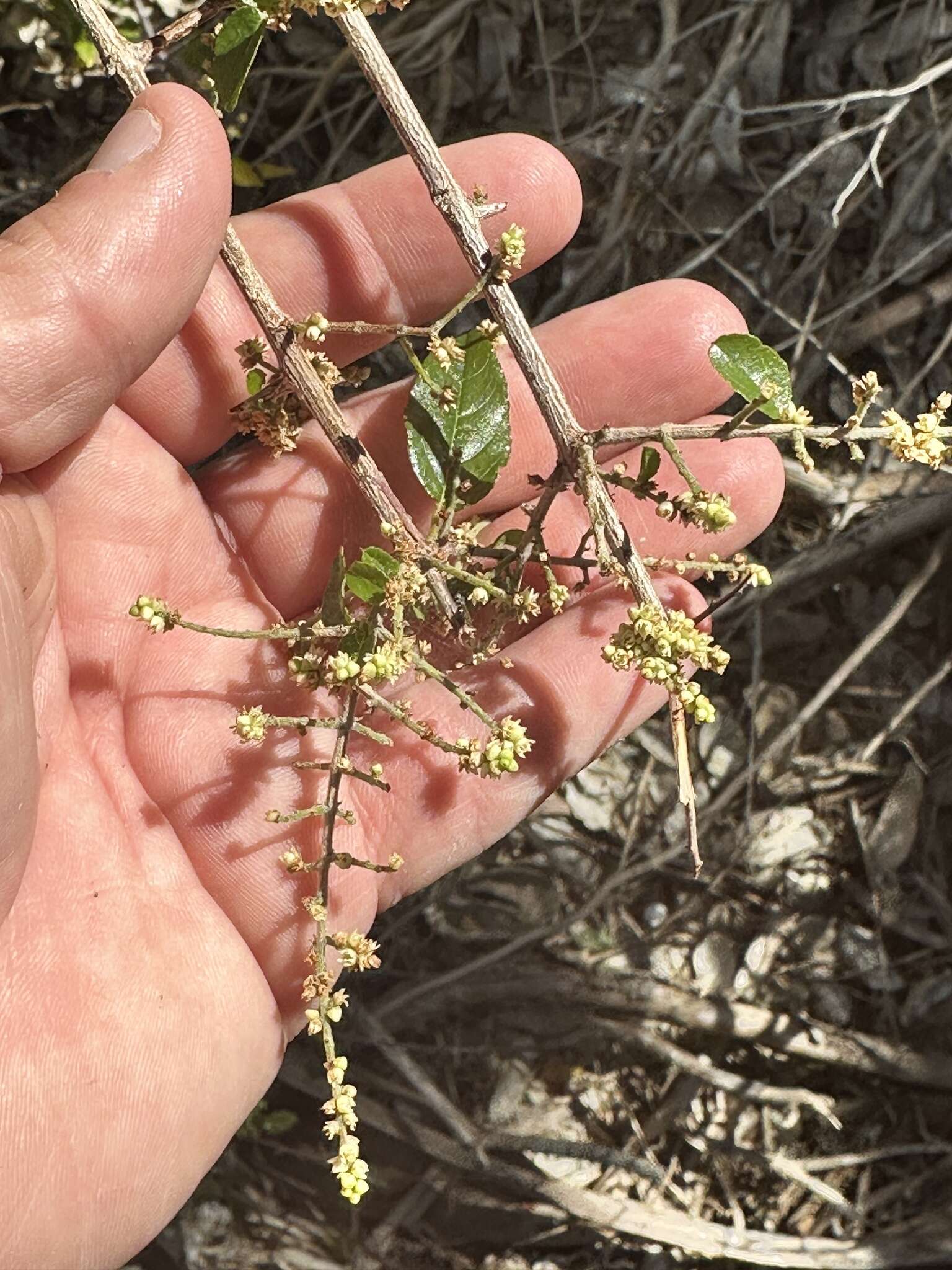 Image de Sageretia minutiflora (Michx.) Trel.