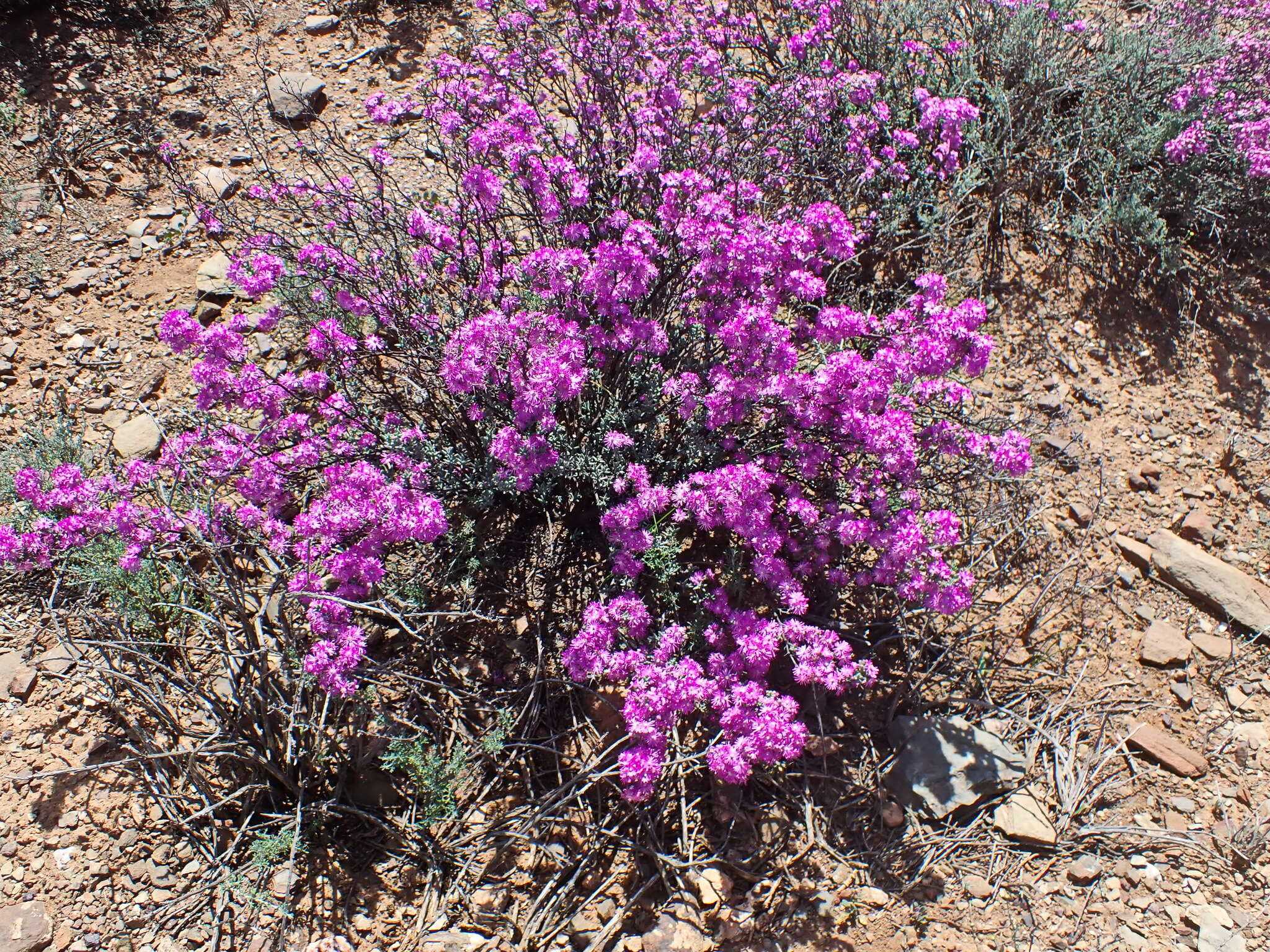 Image of Ruschia cradockensis (Kuntze) H. E. K. Hartm. & D. Stüber