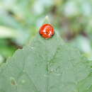 Image of Lady beetle