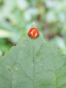 Image of Lady beetle