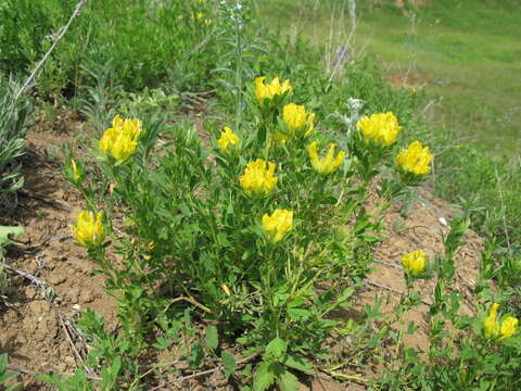 Image of Cytisus austriacus L.