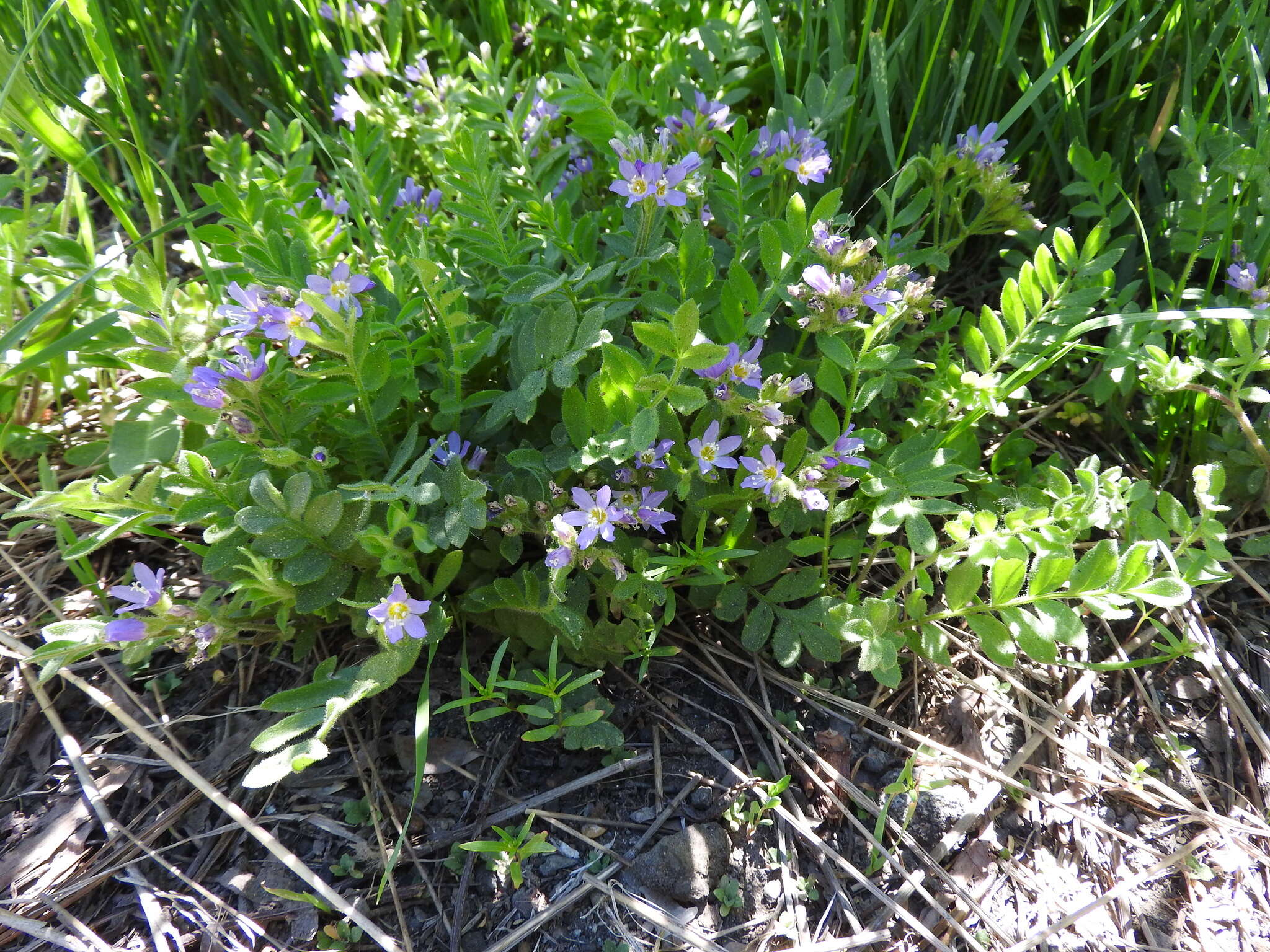 Image of moving polemonium