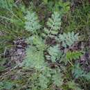 Image de Artemisia tanacetifolia L.