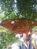 Image of Tasar Silk Moth