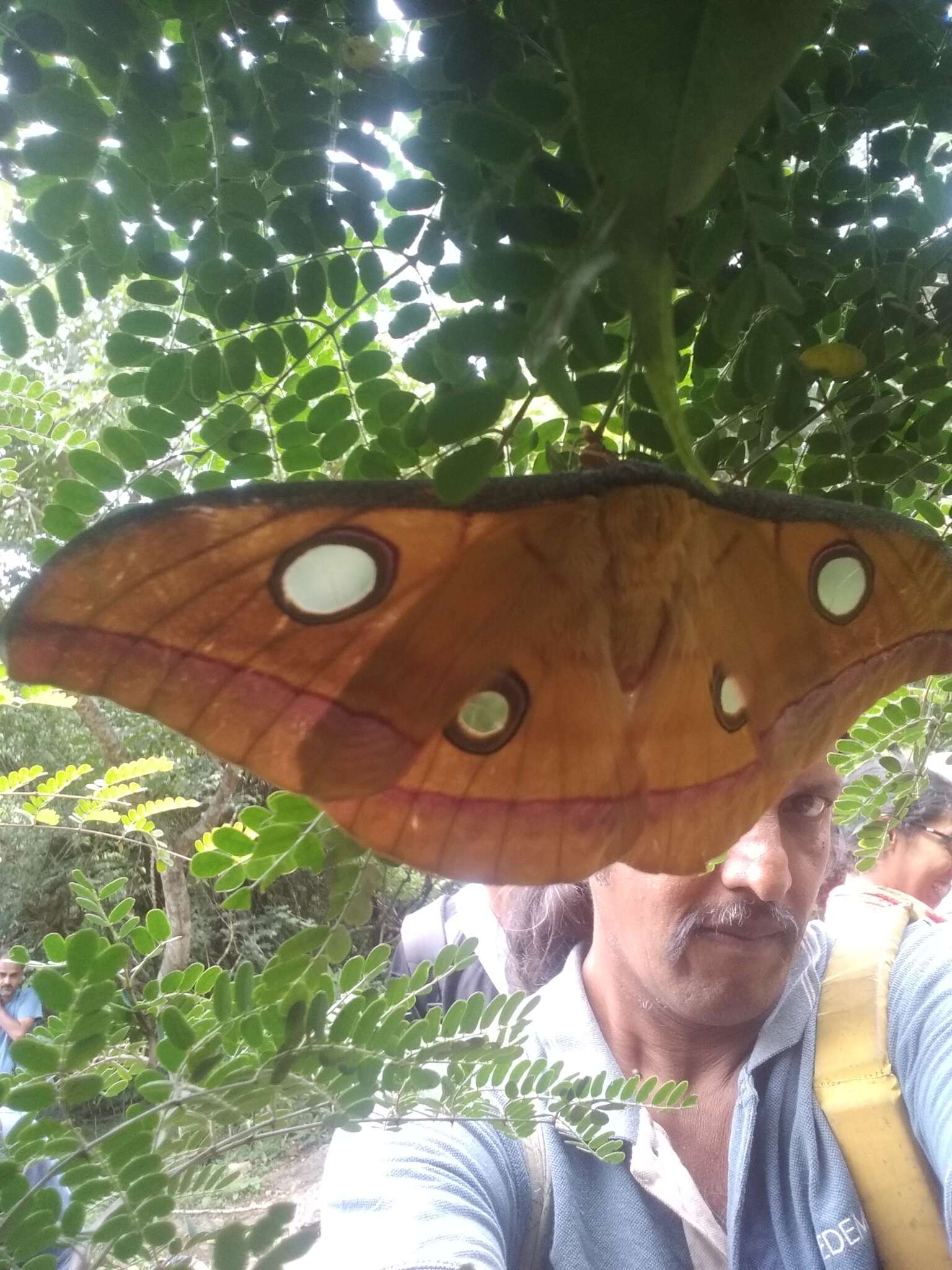 Image of Tasar Silkmoth