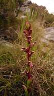 صورة Disa ophrydea (Lindl.) Bolus