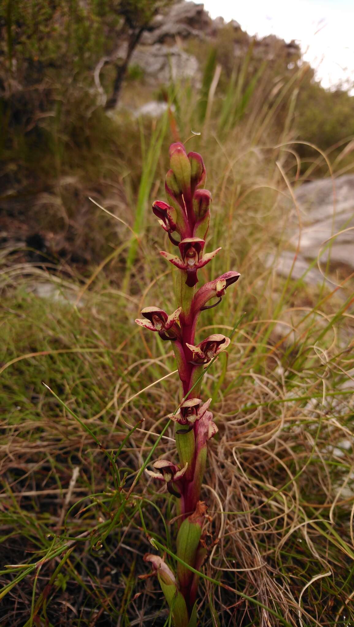 صورة Disa ophrydea (Lindl.) Bolus