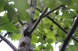 Image of Grey-capped Pygmy Woodpecker