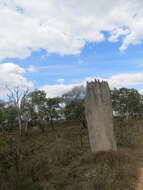 Image of Magnetic termite