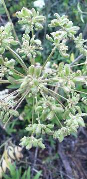 Image of Brewer's angelica