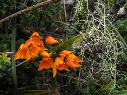 Plancia ëd Cyrtochilum retusum (Lindl.) Kraenzl.