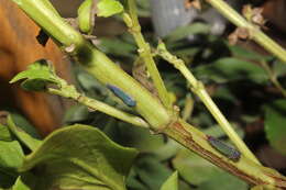 Image of Macugonalia cavifrons (Stal 1862)