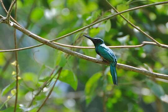 Image of Bluish-fronted Jacamar