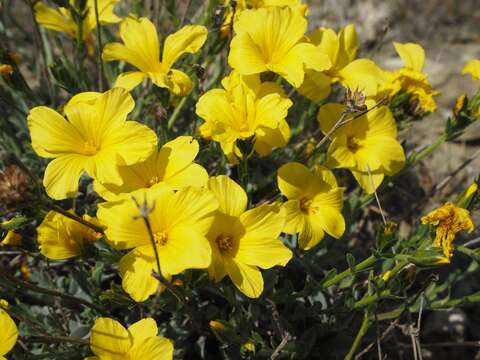 Linum pallasianum Schultes resmi