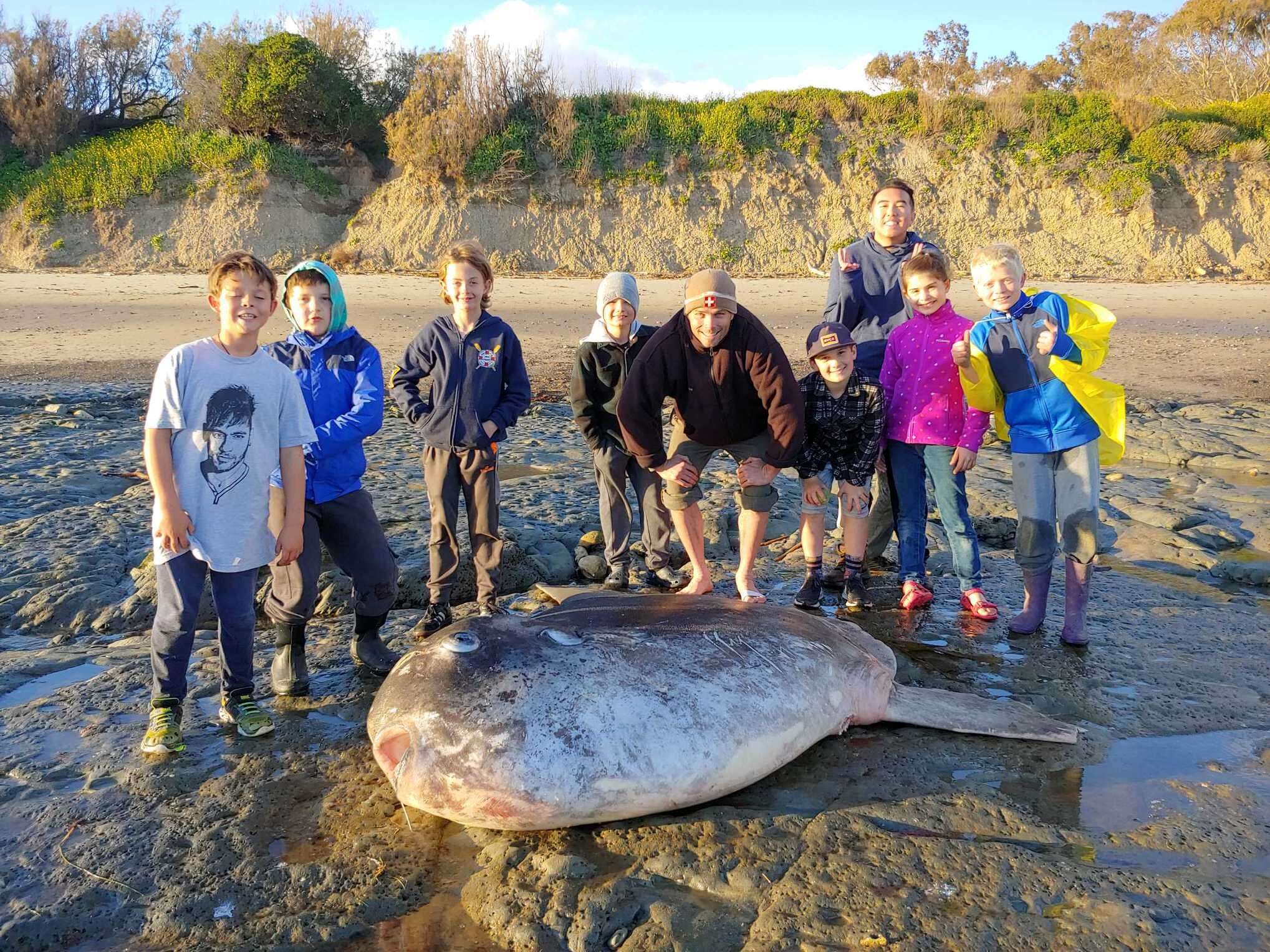 Image of Hoodwinker ocean sunfish