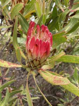 Plancia ëd Protea obtusifolia Buek ex Meissn.