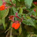 Image of Begonia tetrandra Irmsch.