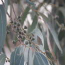 Image of Eucalyptus viminalis subsp. cygnetensis C. D. Boomsma