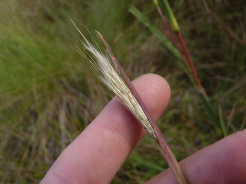 Image of Mohr's Bluestem