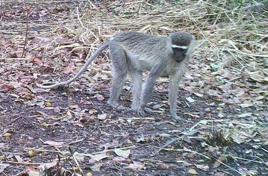 Image of Tantalus Monkey