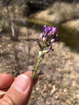 Image of sheep milkvetch