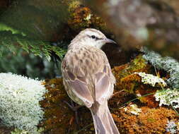 Image of Auckland Island Pipit