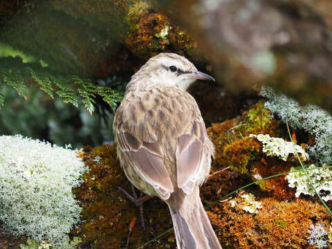 Image of Anthus novaeseelandiae aucklandicus Gray & GR 1862