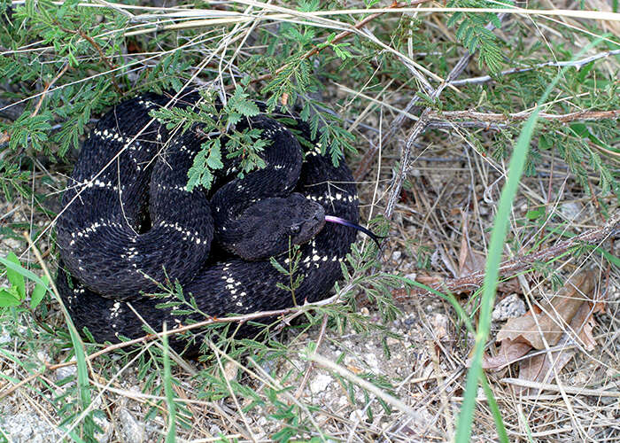 Crotalus cerberus (Coues ex Wheeler 1875)的圖片