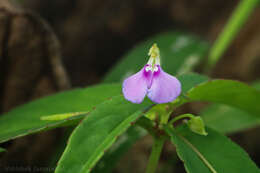 Image of Impatiens minor (DC.) S. S. R. Bennet